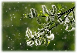Pollenprognos i Hemse